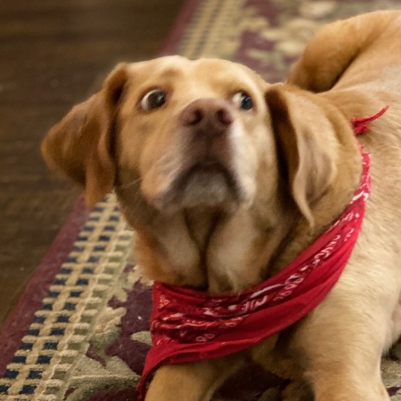 Rundholz Black Label Ruffle Long Jacket Olive Cotton Asymmetrical Size Small EUC - Picture 8 of 8